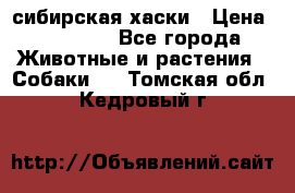 l: сибирская хаски › Цена ­ 10 000 - Все города Животные и растения » Собаки   . Томская обл.,Кедровый г.